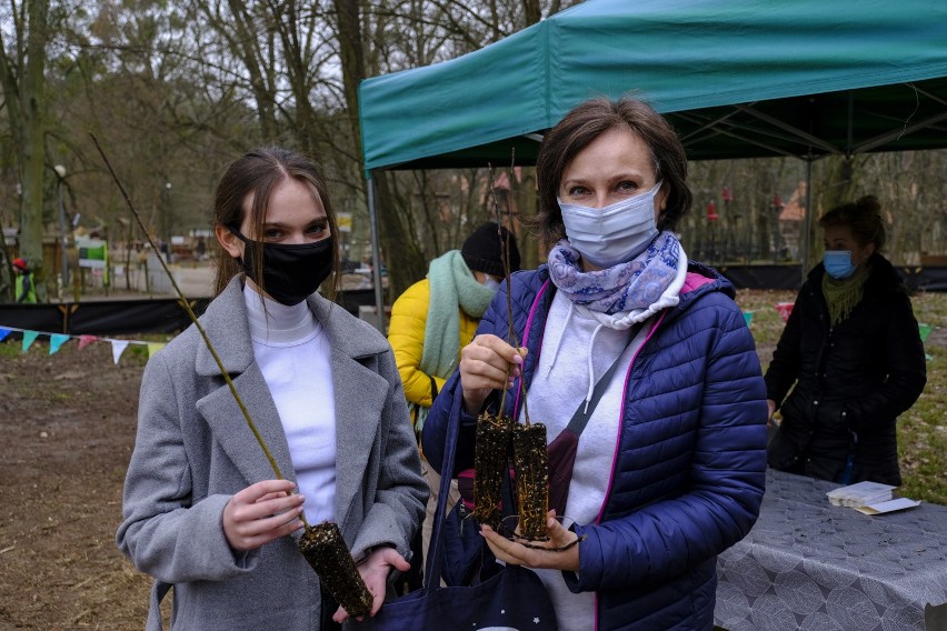 W Toruniu rozdawano darmowe drzewka ZDJĘCIA         