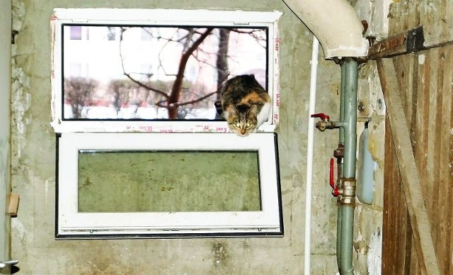 Migawka z piwnicy bloku przy al. Niepodległości. Przez otwarte okno wchodzą koty i mróz, który niszczy zaprawy