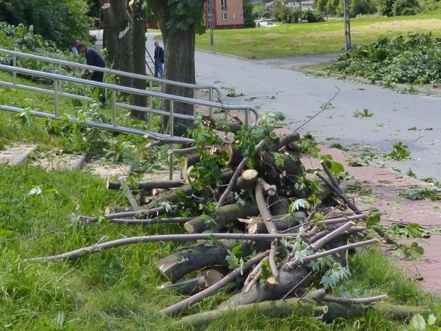 W poniedziałek na osiedlu Skałka pracownicy Polskiej Grupy Energetycznej przycinali drzewa. Zostały gołe pnie, baz ani jednej gałęzi. Przy okazji znaleziono młodą kukułkę, która trafi do ptasiego azylu.