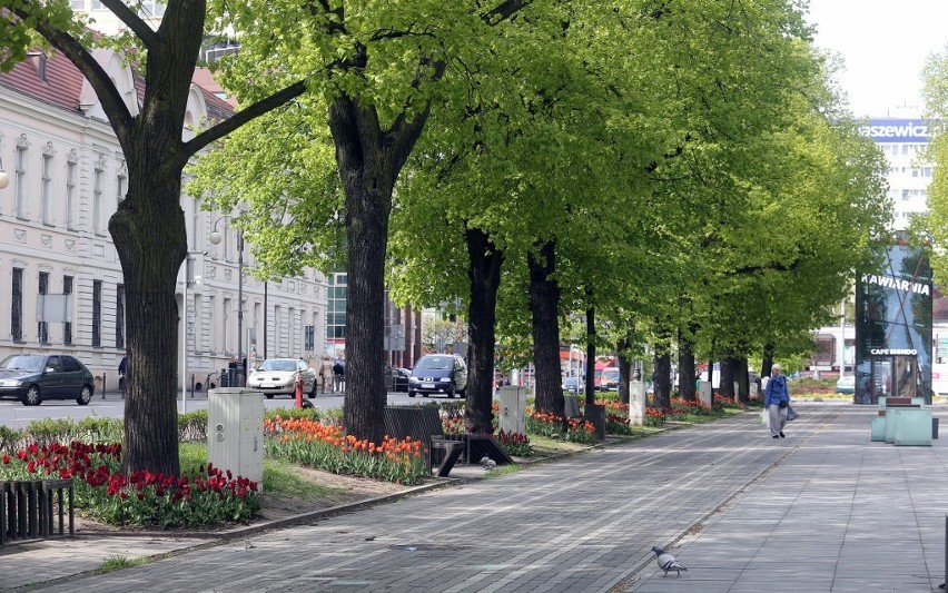 Kwiaty zasadzone w ramach SBO 2016 już kwitną. Na aleję...