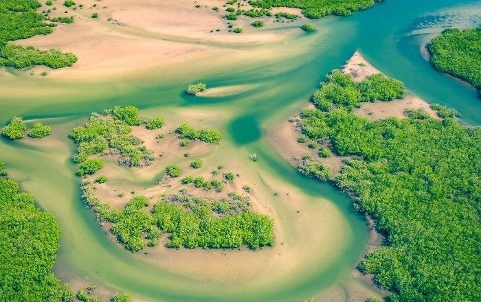 Ostrygojad spod Annopola bije rekordy. Doleciał aż pod granicę Gambii i Senegalu