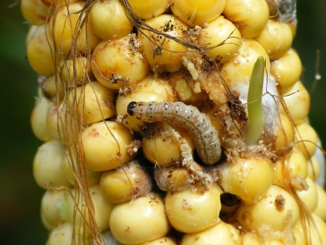 Działanie omacnic zarówno w fazie larw, jak i motyli, znacznie uszkadza uprawy.