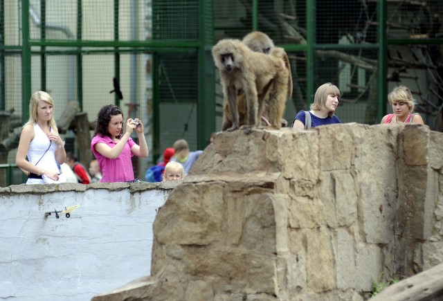 Dzień Dziecka zbliża się wielkimi krokami, a co lepsze sposobu na spędzenie tego dnia z dziećmi, niż wizyta w zoo? Polskie ogrody zoologiczne to doskonałe miejsce na zabawę i naukę, a przy okazji zapewnią wiele wrażeń i niezapomnianych chwil.