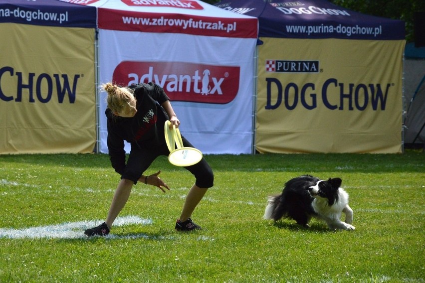 Zawody dogfrisbee czyli Dog Chow Disc Cup 2016 w parku...