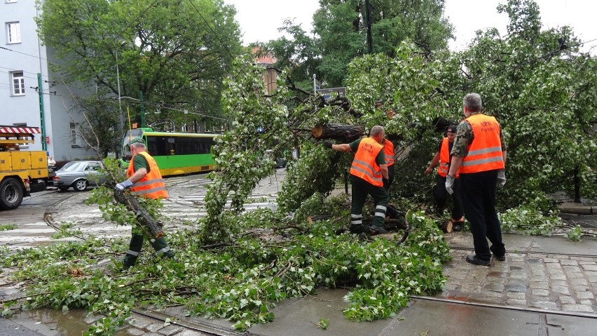 09.07.2014 poznan gd drzewo przewrocone zwierzyniecka...