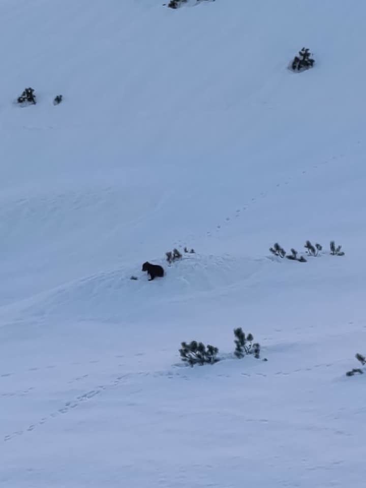 Tatry. Młody niedźwiadek buszuje na Śniegu. - Zwierzęta biorą się do życia - mówi przyrodnik 