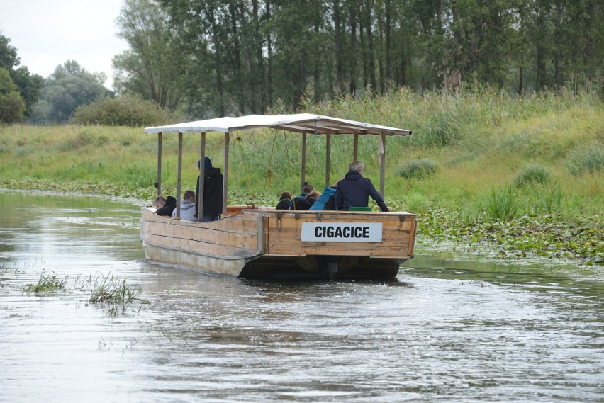 Galary to nieodłączny obrazek Cigacic.