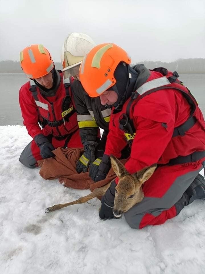 Strażacy uratowali psa i sarnę. Zwierzęta były uwięzione w lodowych pułapkach! [ZDJĘCIA]
