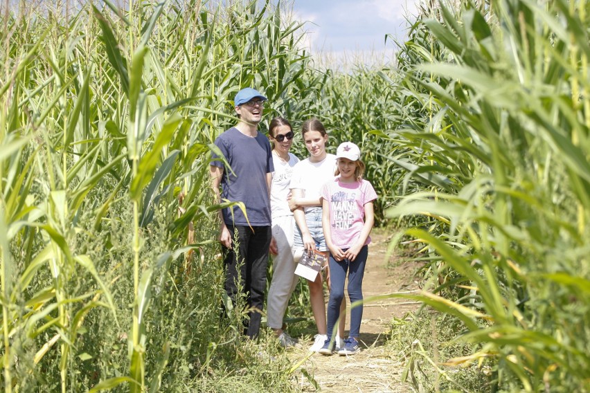 Kukurydziany Labirynt w Kurozwękach oblegany przez turystów! Jak wygląda w tym roku? [ZDJĘCIA, WIDEO]