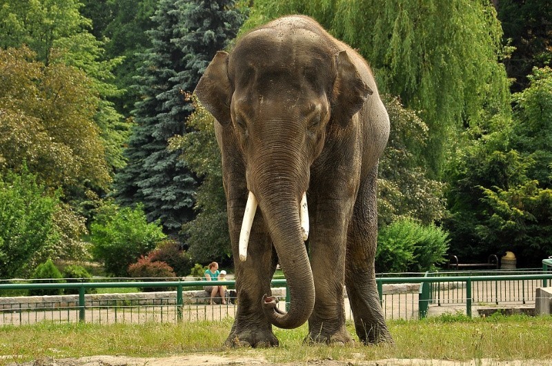Słoń Thisiam przed wyjazdem z Chorzowa