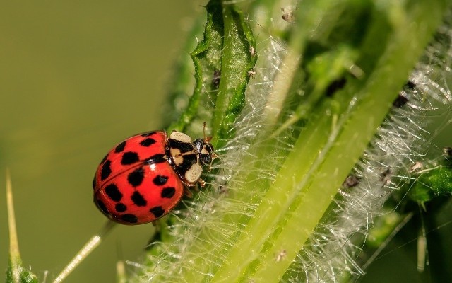 Plaga biedronek azjatyckich. Uwaga, ten owad może kąsać!