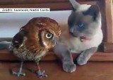 Przyjaźń ponad podziałami - nierozłączni sowa i kot (wideo)