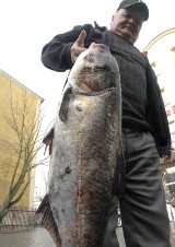Słupszczanin złapał rybę-giganta. Walczył z tołpygą  pół godziny