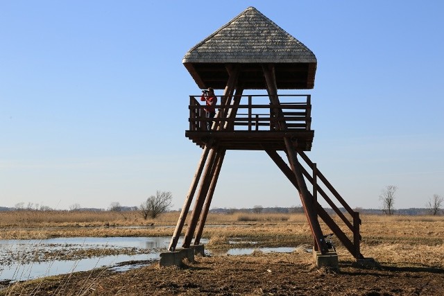 Topilec. Wieża widokowa w Narwiańskim Parku Narodowym