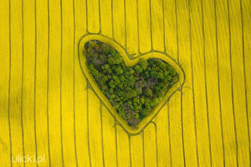 Zagajnik na tle pól kwitnącego rzepaku. To zdjęcie...