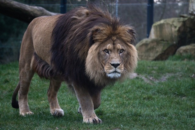 Do dramatu doszło w japońskim zoo. Mężczyzna został zaatakowany przez lwa