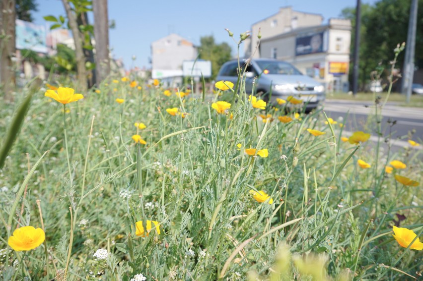 Zielony budżet: Nie dla parku na Felinie ale będą kwietne łąki przy Łęczyńskiej i Dywizjonu 303
