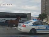 Śmieszna scenka - Jak policja konia ścigała [WIDEO]