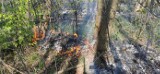 Pożar lasu w Słowiku (gm. Zgierz). Strażacy apelują o rozwagę: panuje susza i ogromne zagrożenie pożarowe.