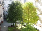Poznań: Drzewa są nadmiernie przycinane? Za takie zabiegi może grozić kara