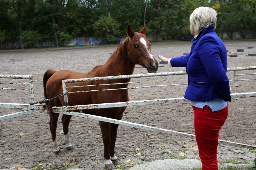 Polsad wyprzedaje konie, zamyka sklep ogrodniczy i po 30...