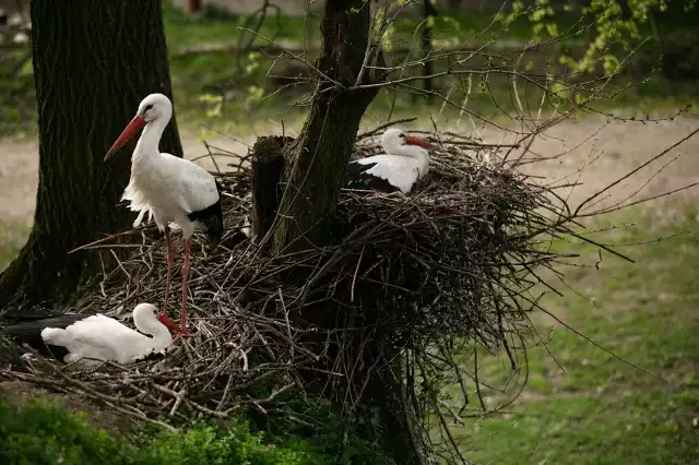 W Fundacji Ada w Przemyślu niepełnosprawne bociany, z pomocą ludzi, dochowują się pełnosprawnych piskląt.