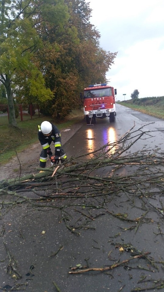 Wichura w regionie radomskim. Silny wiatr łamie drzewa. Strażacy interweniowali ponad sto razy