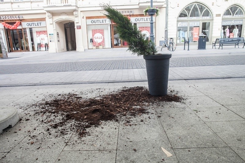 Komuś ten iglak najwyraźniej przeszkadzał...