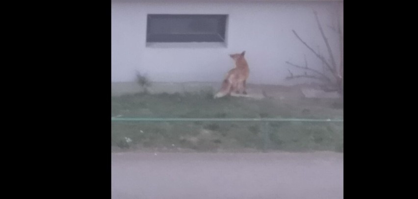 Zuchwały lis, który siał strach w Pucku, został namierzony. Czy to koniec ataków na psy i ludzi?
