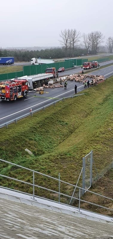 Zablokowana S6 na trasie Szczecin - Koszalin. Wywrócił się tir ze świniami [ZDJĘCIA]