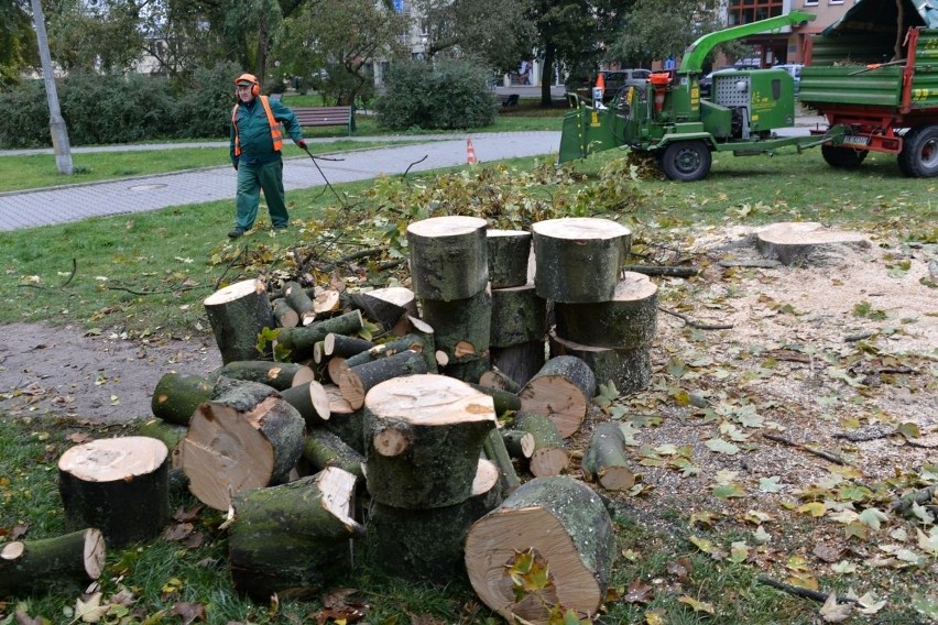 Kolejna rzeź drzew w Kielcach?