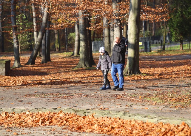 Jesień w parku w Parku Kultury i Wypoczynku w Gliwicach. Wciąż jest tam pięknie.Zobacz kolejne zdjęcia. Przesuwaj zdjęcia w prawo - naciśnij strzałkę lub przycisk NASTĘPNE