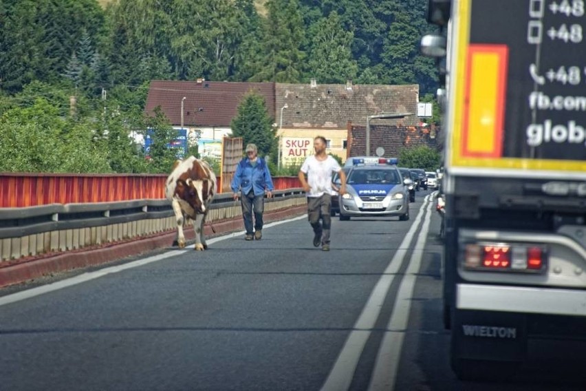 Krowa na obwodnicy Kłodzka. Zwierzę zablokowało drogę krajową nr 8 [ZDJĘCIA]