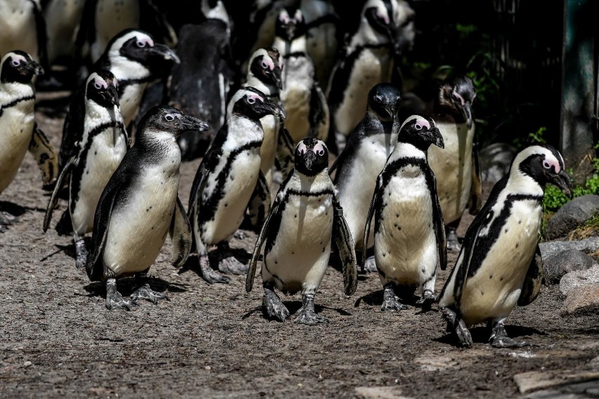 Do stada gdańskich pingwinów dołączyło 18 pingwinów z Łodzi....