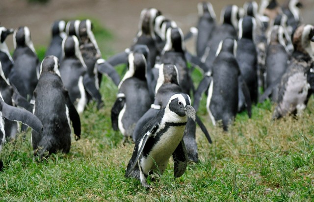 Do stada gdańskich pingwinów dołączyło 18 pingwinów z Łodzi. Ptaki przyjechały do nas gościnnie, ponieważ w ich ogrodzie trwa remont wybiegu.