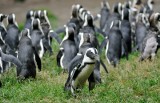 Łódzkie pingwiny zimują w Gdańsku. Będzie nowe potomstwo?