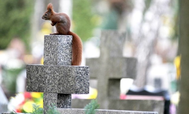 Coraz częściej zdarza się, że dzikie zwierzęta dewastują zielonogórski cmentarz