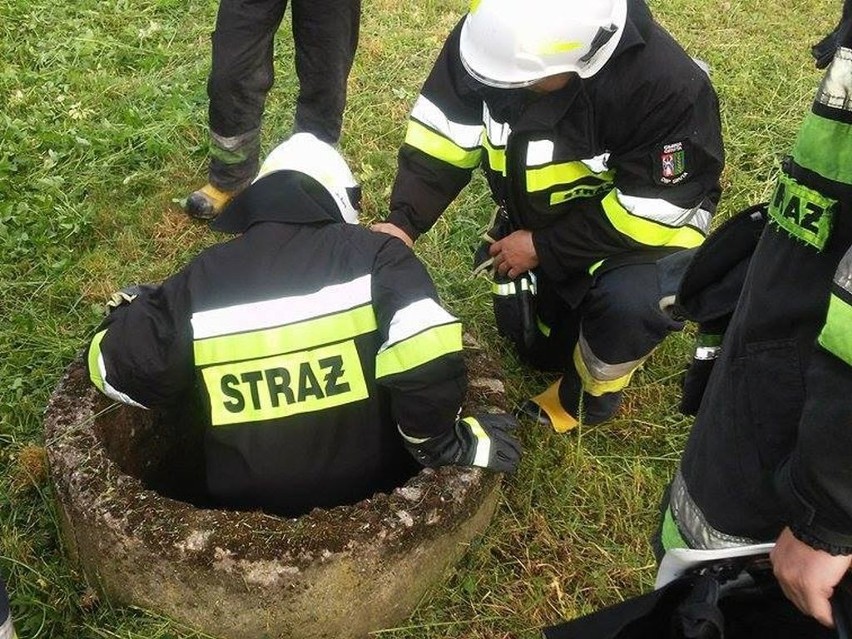 Jeden z ratowników OSP Gruta wszedł do studni po kociaka