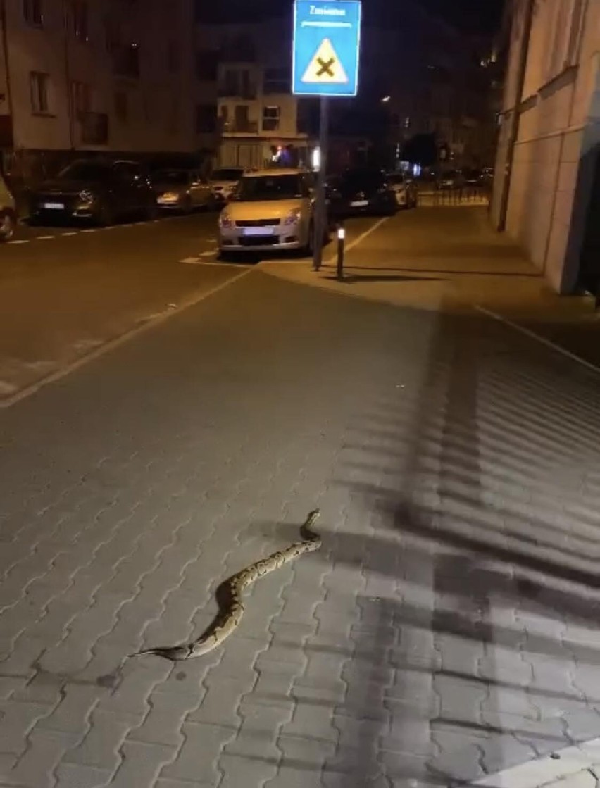 W nocy wąż pełzał na ulicy Różanej