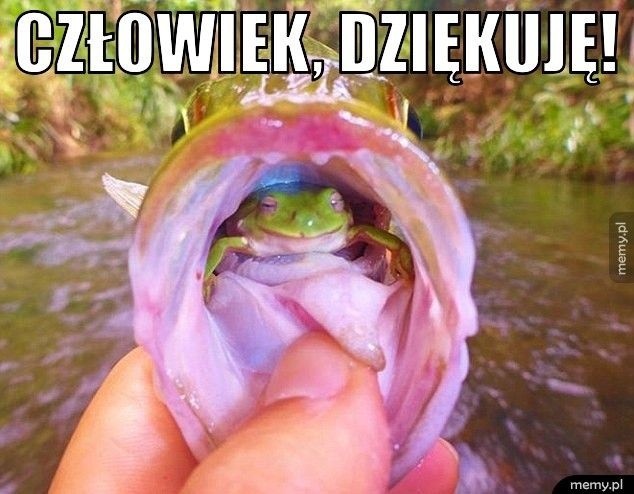 Najśmieszniejsze memy o żabach w Dniu Żaby, który przypada...