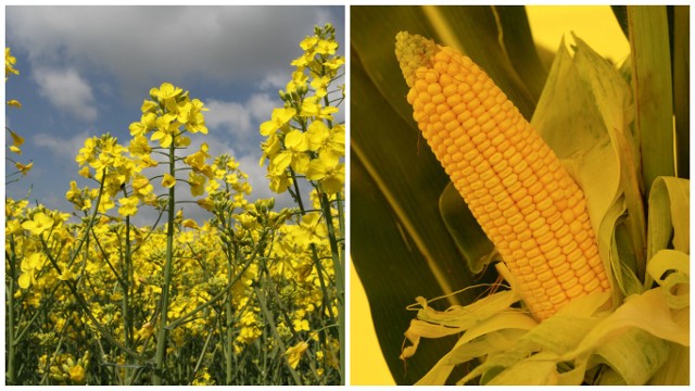 W ciągu ostatnich lat przybyło upraw kukurydzy i rzepaku