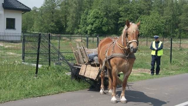 Kilka dni temu pijany woźnica wpadł pod Włocławkiem