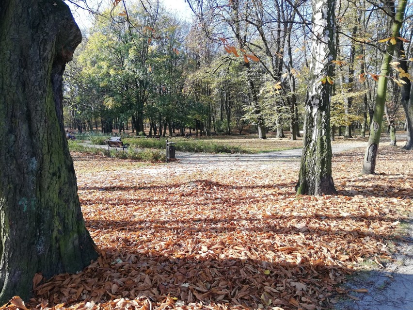 Park miejski w Bytomiu zachwyca jesienną porą. W taką pogodę...