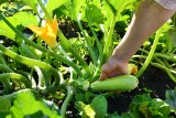 Cukinia prosto z ogrodu. To warzywo jest łatwe w uprawie! Jak wyhodować własne cukinie? Sposoby na udane plony!