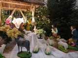 Szopki bożonarodzeniowe w Ostrowi Mazowieckiej. Zobaczcie zdjęcia pięknych szopek