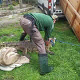Poznańskie zoo o interwencji: Krokodyl bardzo długo przebywał w wodzie ze zmacerowanymi zwłokami samicy - towarzyszki