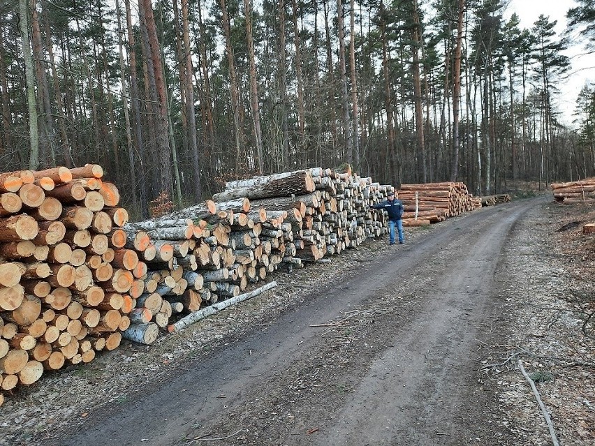 Prowadzony od ub. roku wielki wyręb lasów w gminie Chełmek...