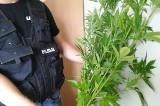 Policjanci ze Świecia likwidują nielegalną uprawę konopi