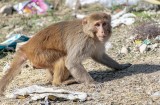 Sklonowana małpa żyła ponad dwa lata. Czy przyszedł czas na ludzkie klony?