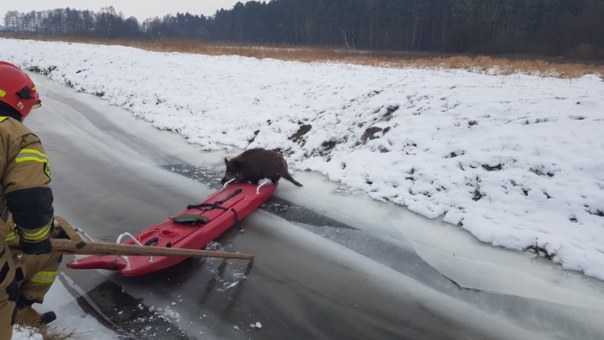 Nietypową interwencję mieli strażacy z Grudziądza. Popędzili...